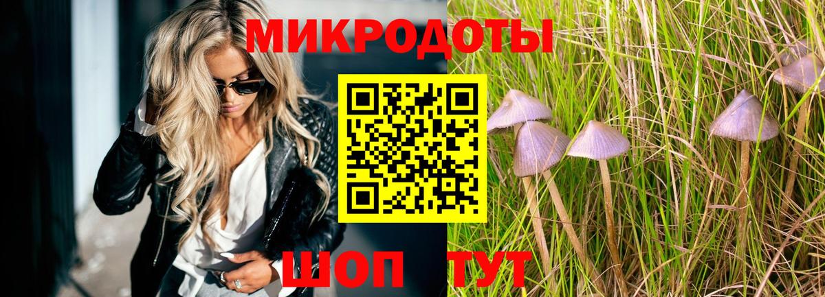 Псилоцибиновые грибы Psilocybe Бердск